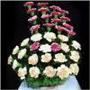 Tender Haze - Click here to View more details about this Product